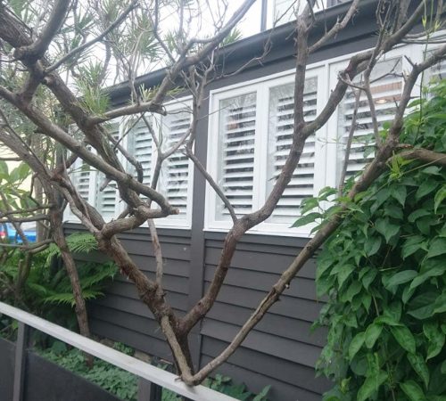 Plantation-Shutters-8